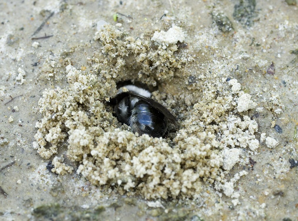 /Pískorypka potulná na cestě do hloubky svého podzemního hnízdečka.