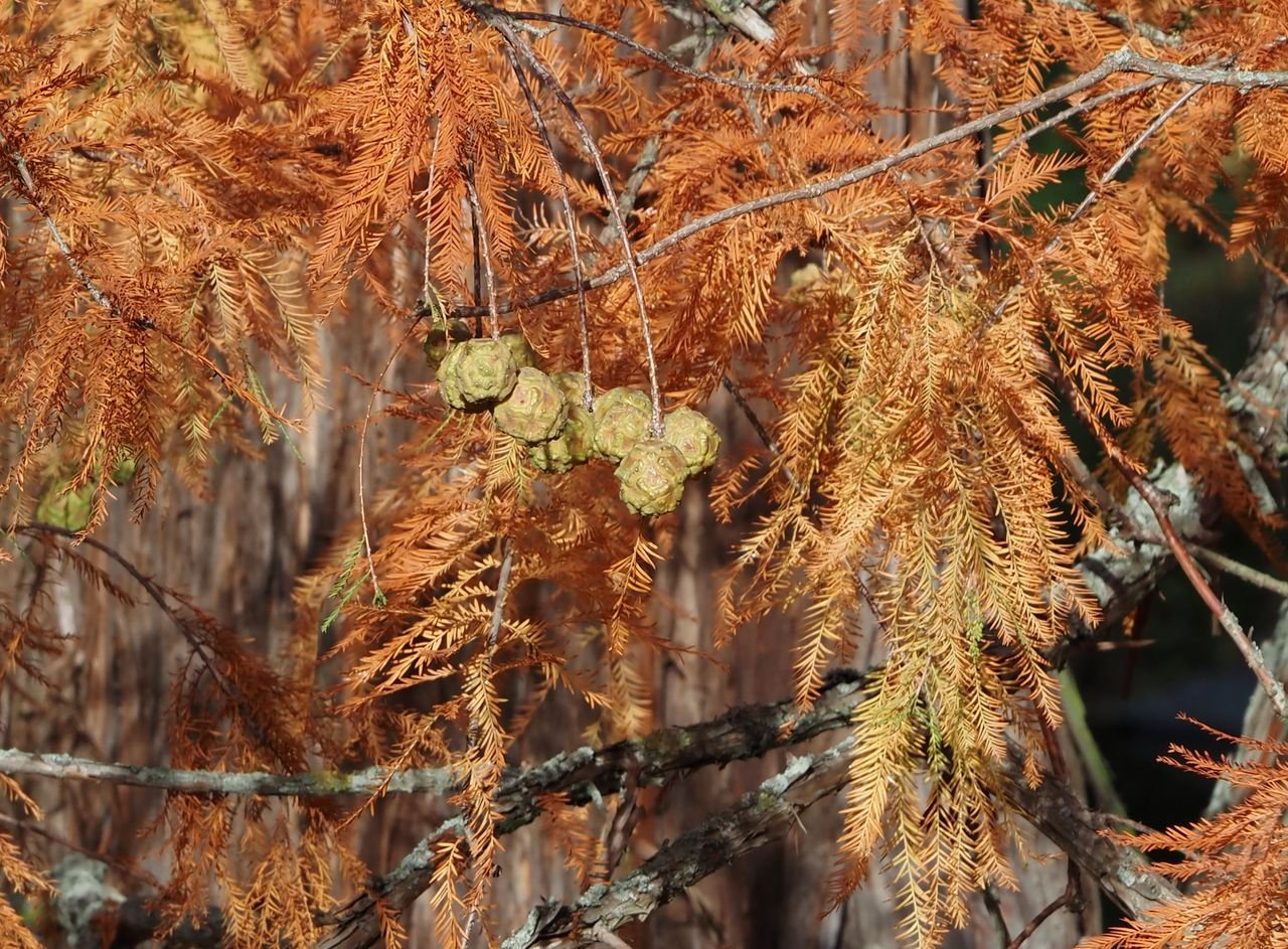 /Tisovec dvouřadý, šišky a podzimně zbarvené jehličí.