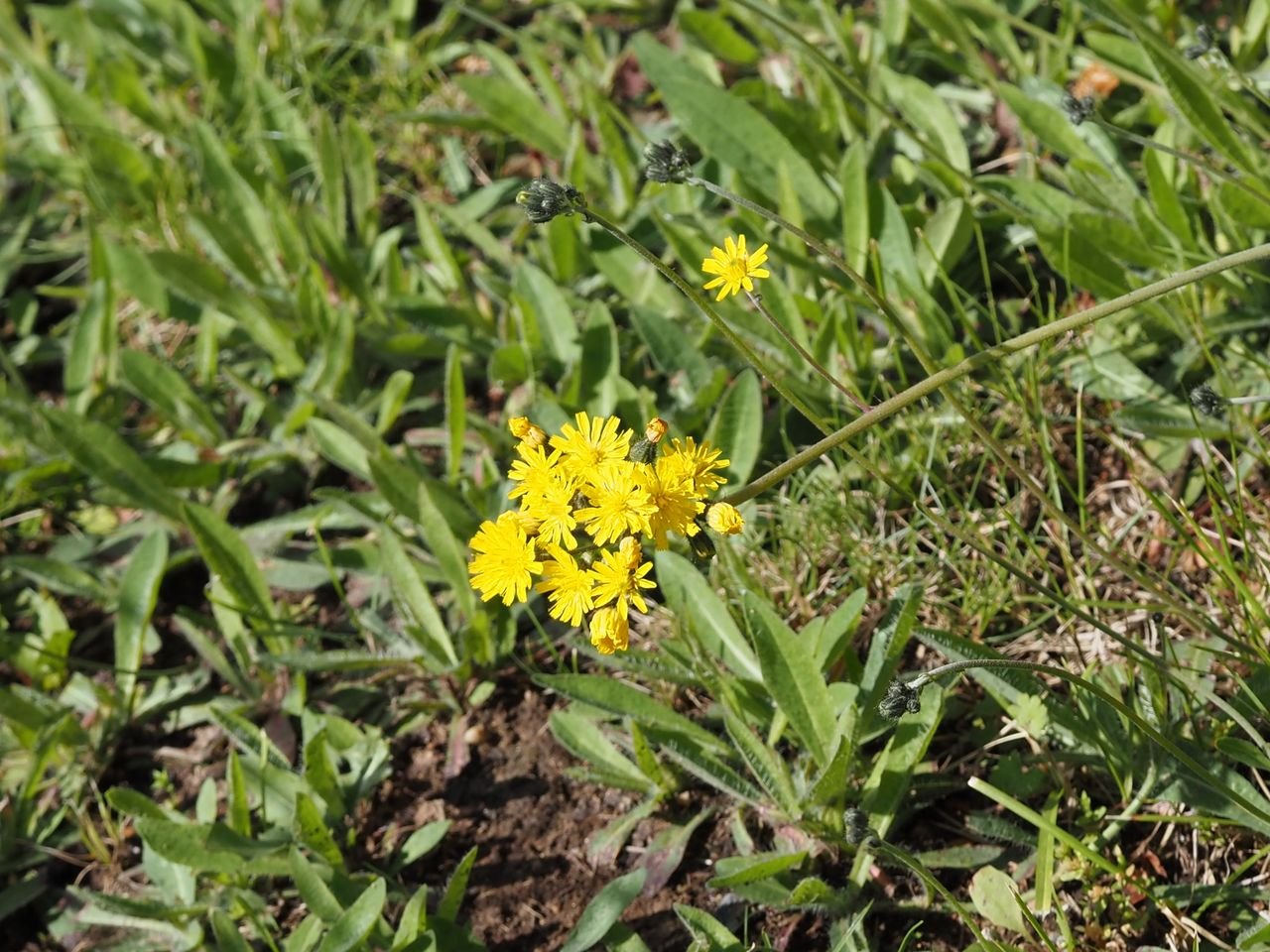 /Chlupáček Bauhinův - rozkvetlá lata nad porostem listů.