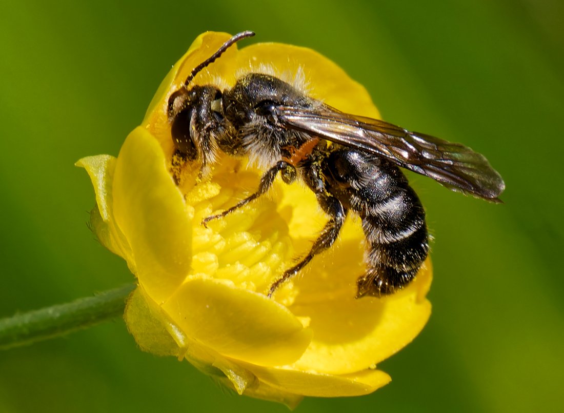 /Chelostoma florisomne, sameček má na těle přichycenou larvu brouka majky.