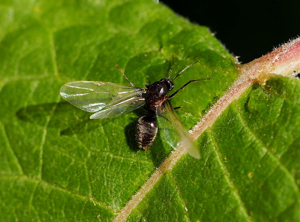 /Mravenčí sameček se čtyřmi křídly.
