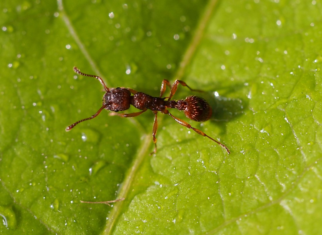 /Mravenec rodu Myrmica stojí na listu.