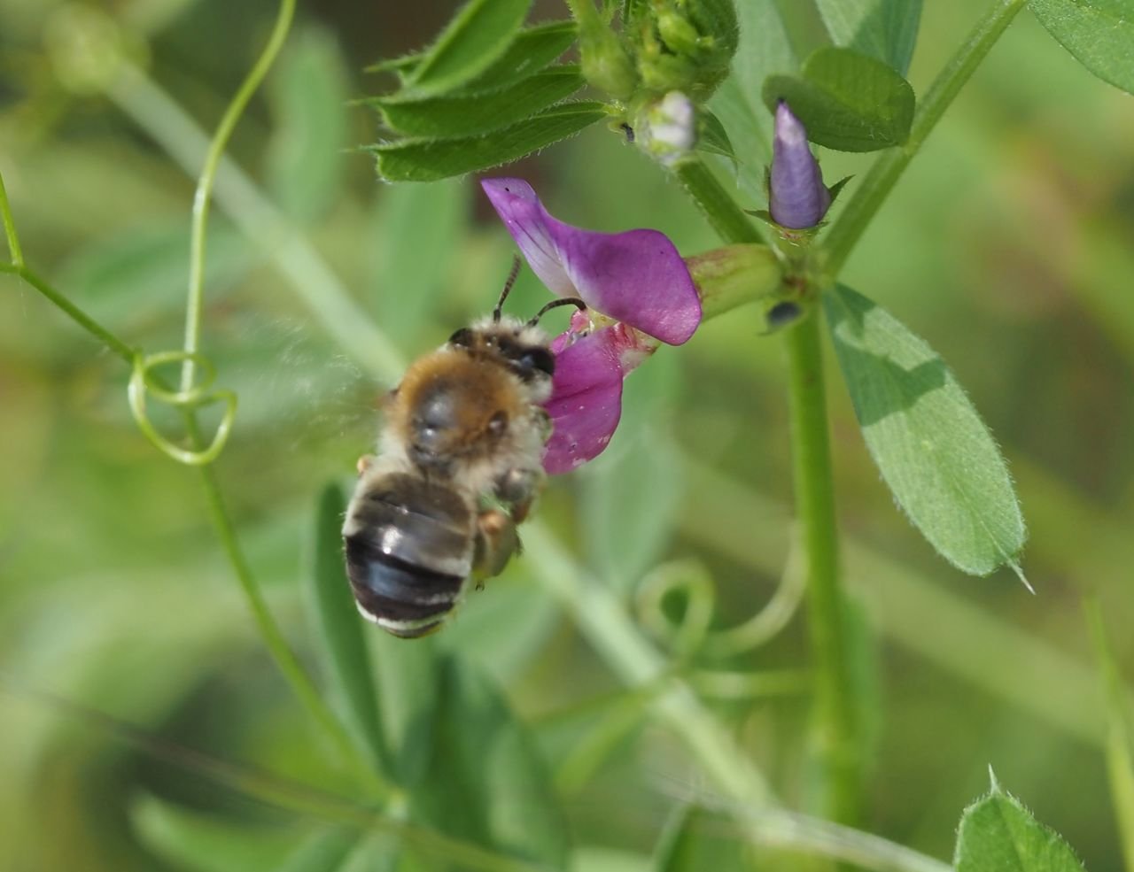 /Stepnice jarní, samička za letu.