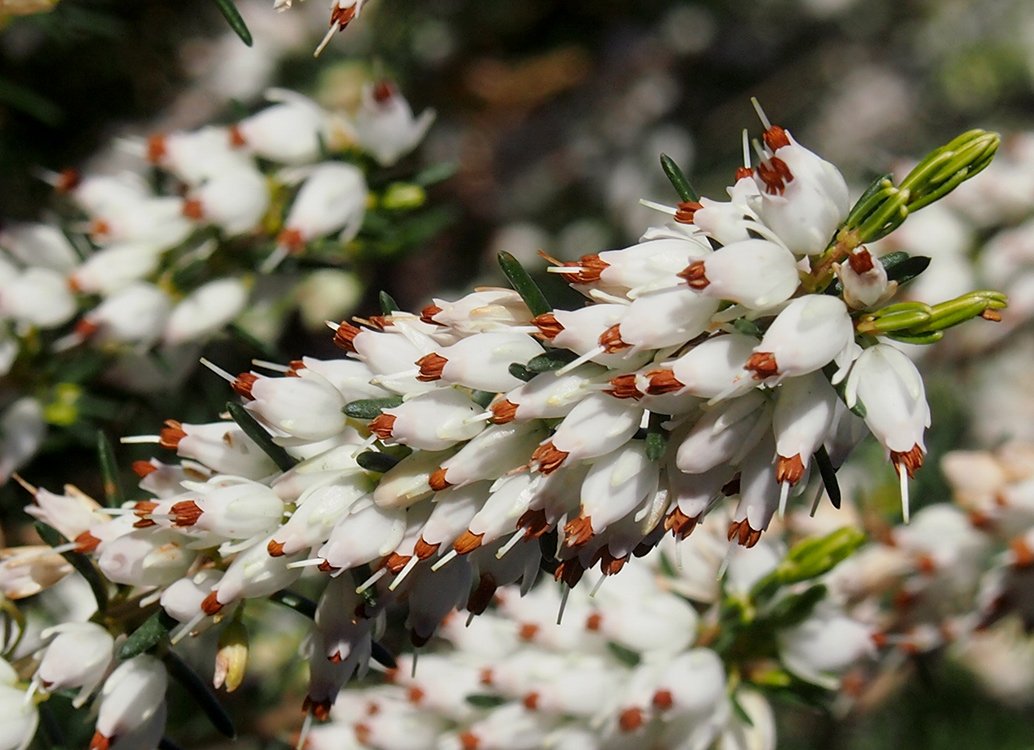 /Vřesovec pleťový, kultivar s bílými květy.
