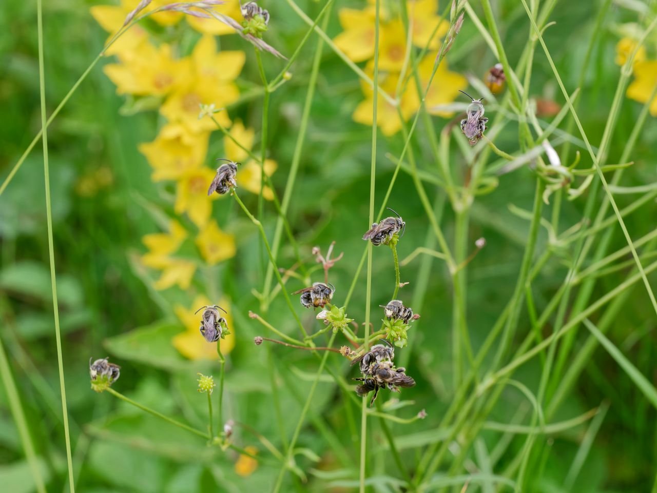/Macropis fulvipes, samečkové před porostem vrbin.