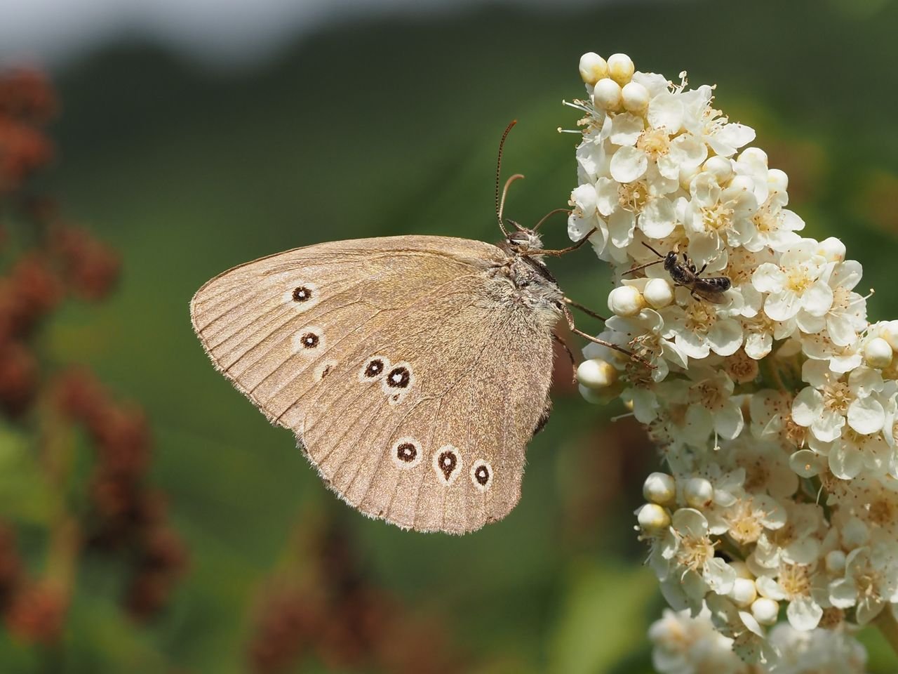 /Jeřábovec a okáč prosíčkový. /Jeřábovec a okáč prosíčkový.