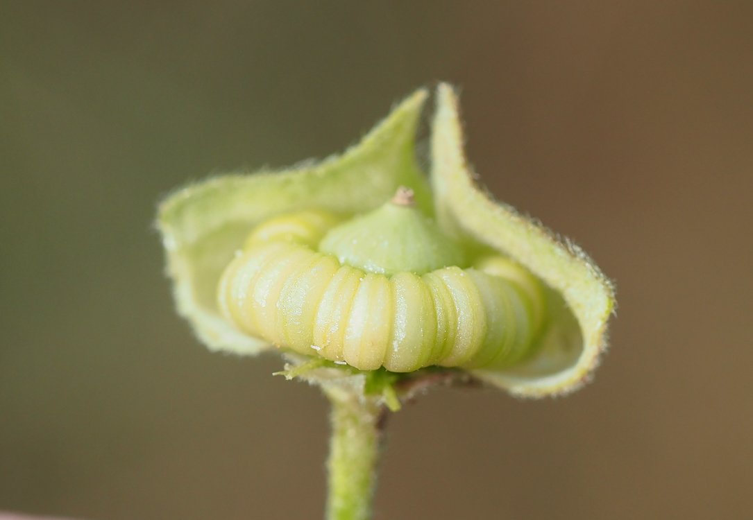 /Malva alcea - pohled na vnitřek nedozrálého plodu.