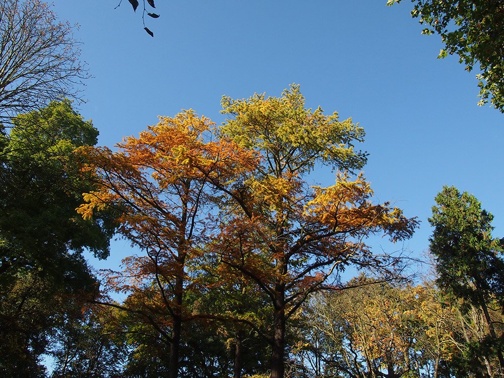/Vzrostlé pamodříny ve Stromovce v podzimním zbarvení.