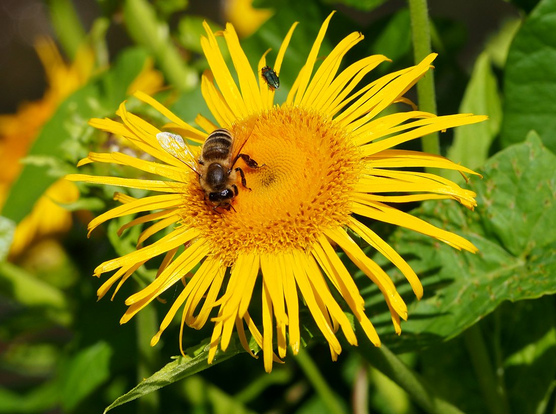 /Kolotočník s dělnicí včely medonosné na květu.