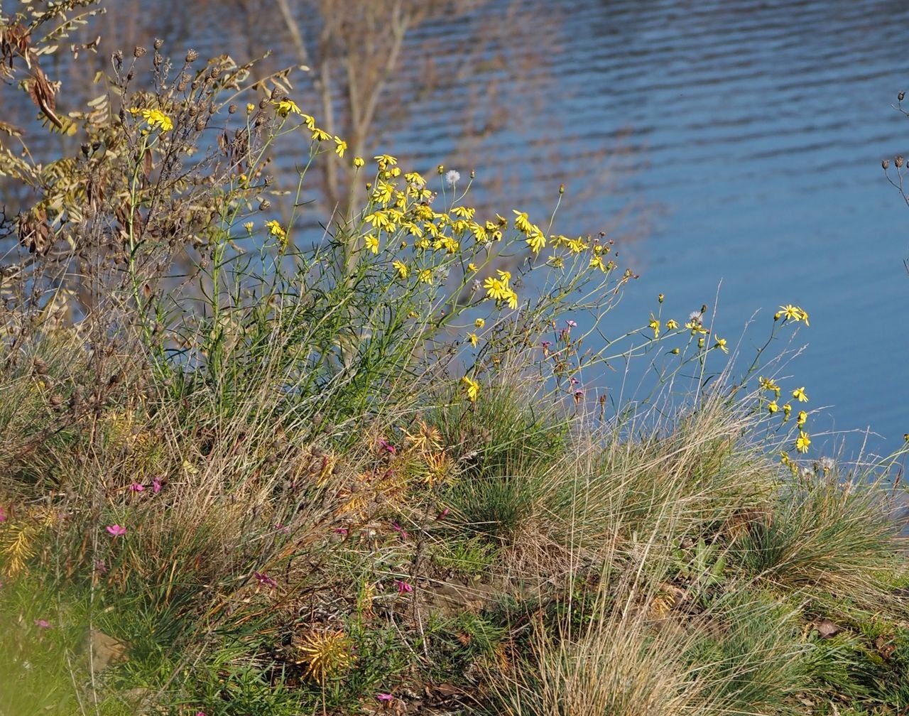 /Starček úzkolistý nad skalami PP Baba v Praze 6.