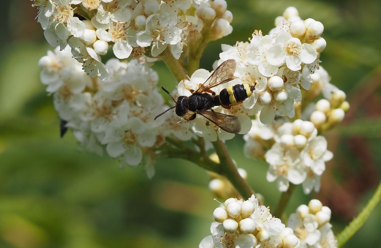 /Jeřábovec, květy s uzlatkou obecnou.