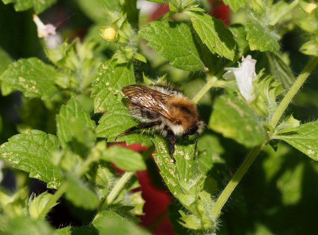 /Melissa officinalis a čmelák rolní.