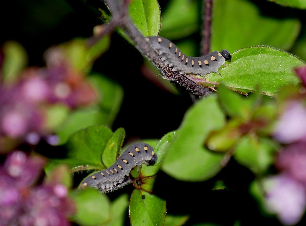 /Pilatka bazalková - larva