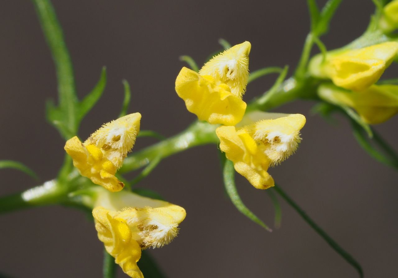 /Černýš luční, pohled dovnitř kvítků.