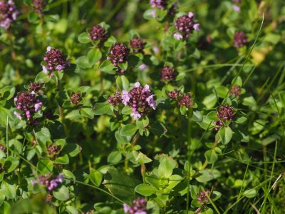 Mateřídouška vejčitá