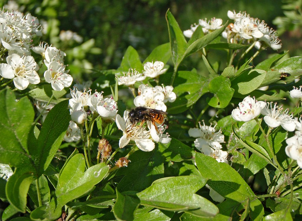 /Hloh a samička samotářské včely zednice rohaté.