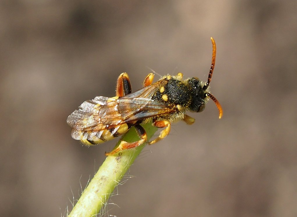 /Nomada ryšavá, sameček, foto shora.