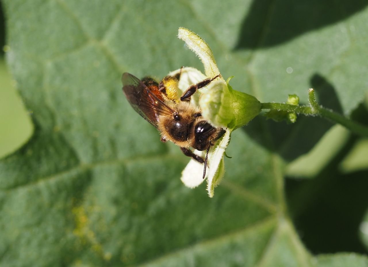 /Andrena florea, samička s nasbíraným pylem.