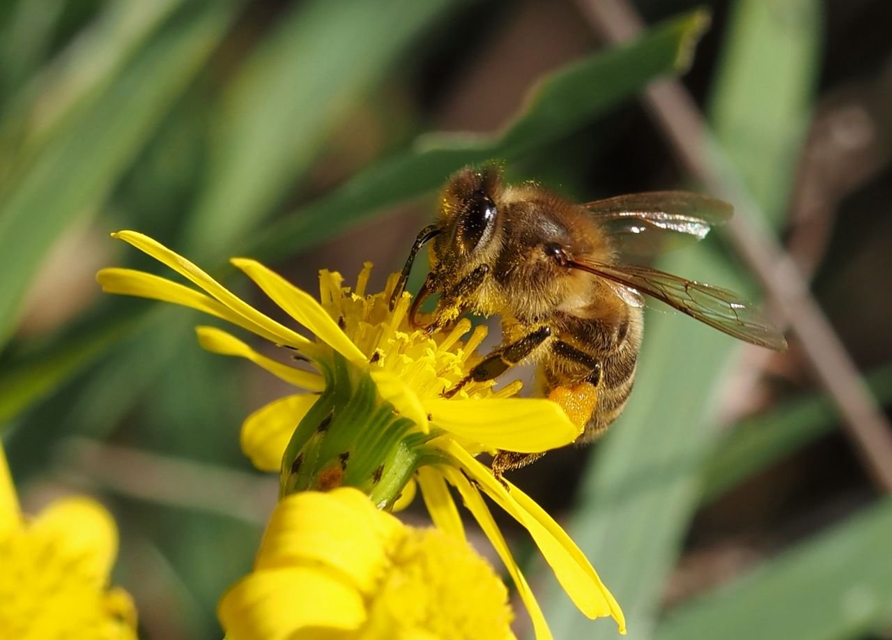 /Starček úzkolistý se včelou medonosnou.