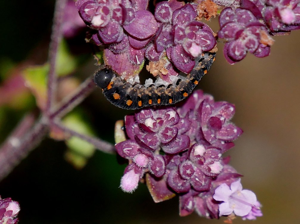 /Pilatka bazalková - larva