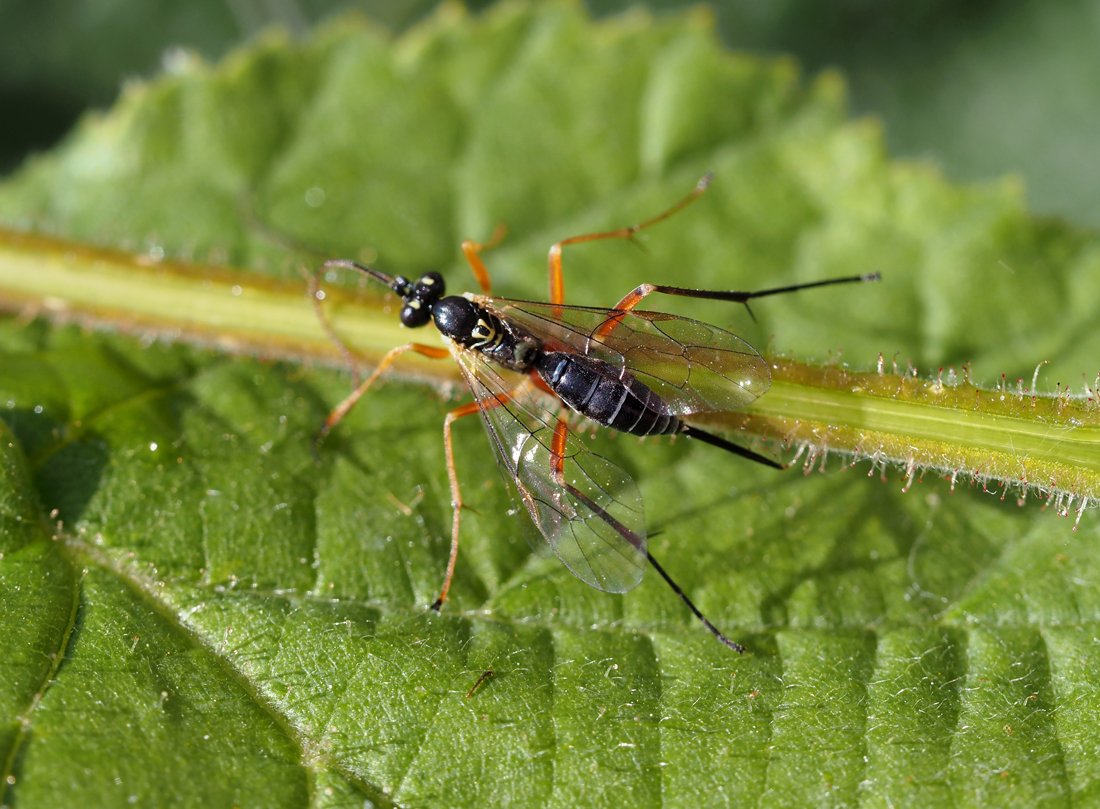 /Lumek Phytodietus, samička na listu s medovicí.