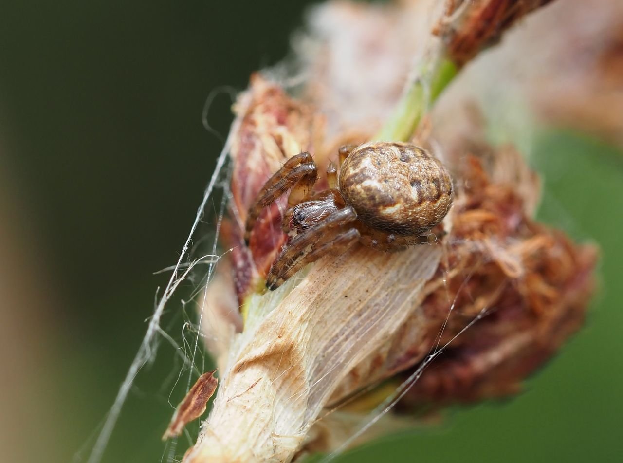 /Křižák rákosní, samička detail.