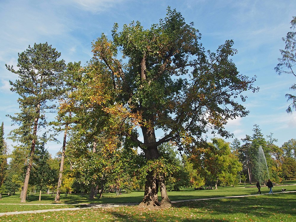 /Dub velkoplodý, pohled na celý strom.