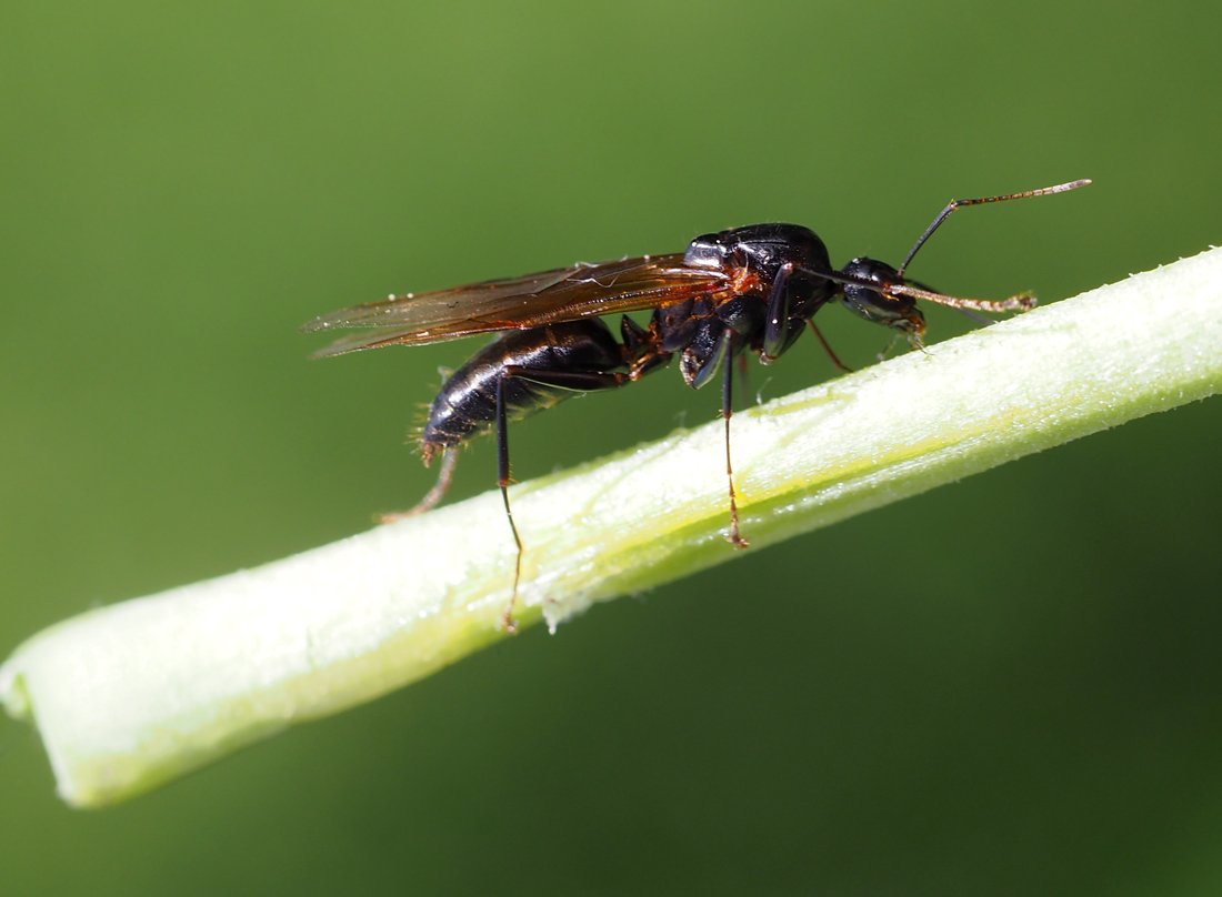 /Camponotus ligniperda, sameček. Zobrazení zadečku.