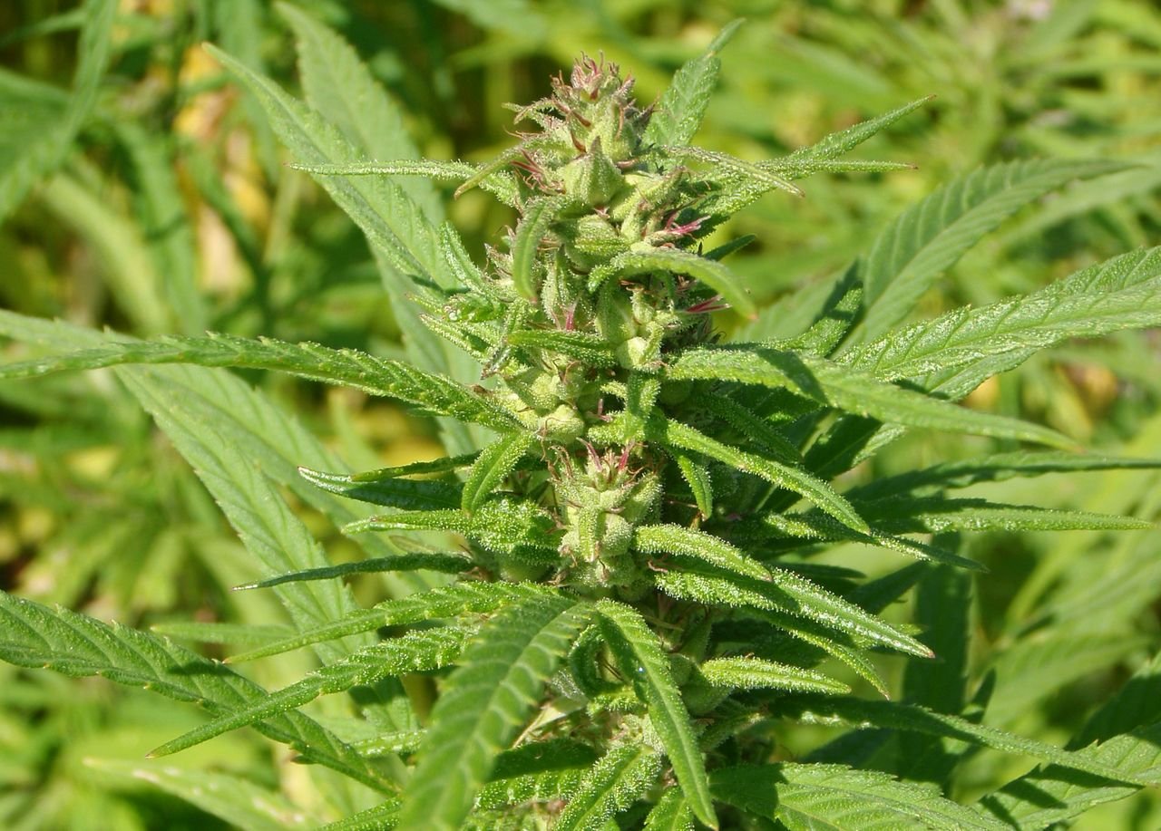 /Konopí seté - vrchol se samičími kvítky.