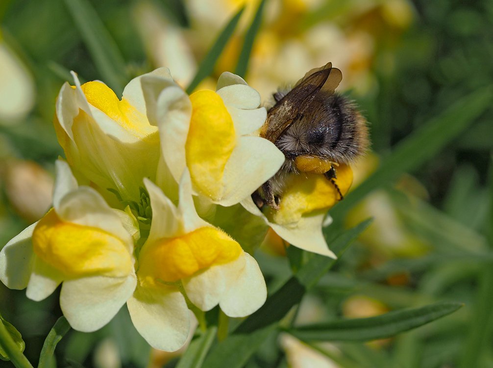 /Čmelák rolní sbírá nektar a pyl ve květech lnice.