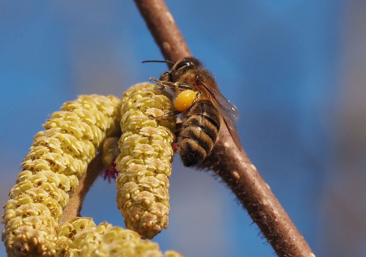 /Včela na jehnědě nasbírala pylovou rousku.