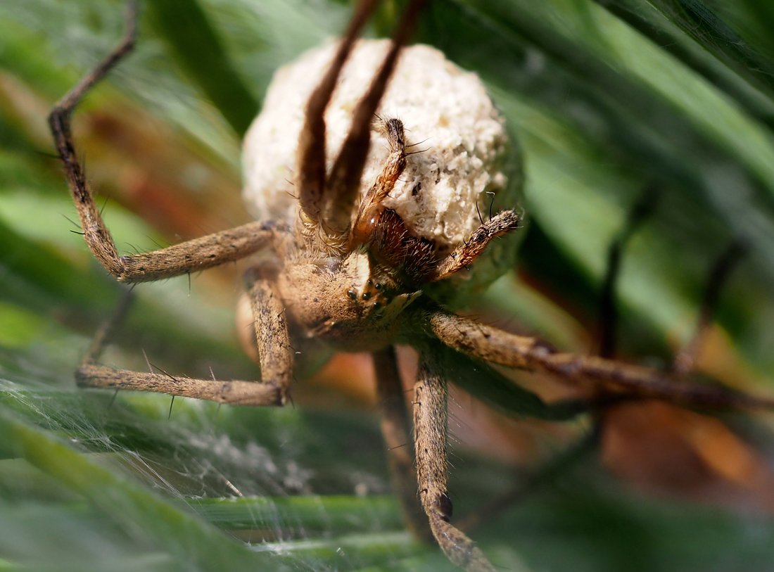 /Pavouk lovčík, samička s kokonem zvětšeně.
