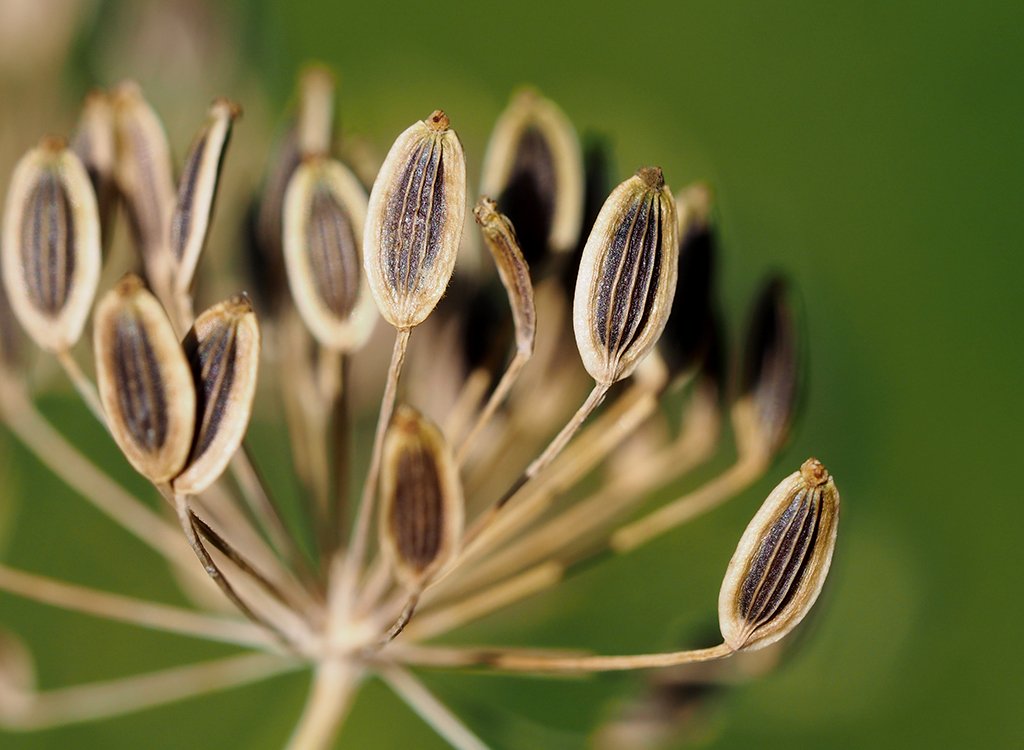 /Kopr, zralá semena, detail.