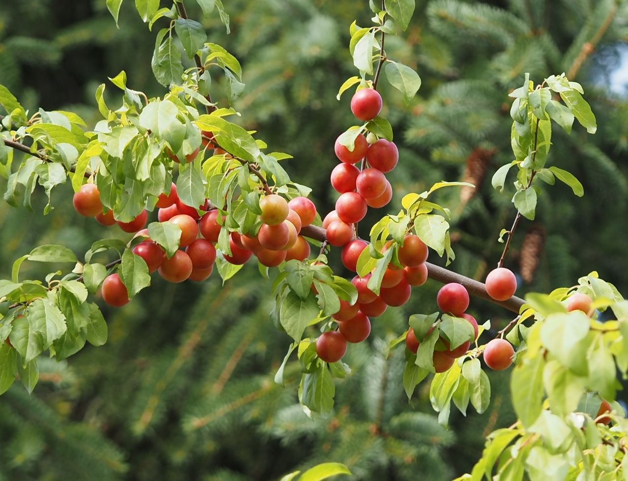 /Zplanělá slivoň u cesty před dozráním plodů.