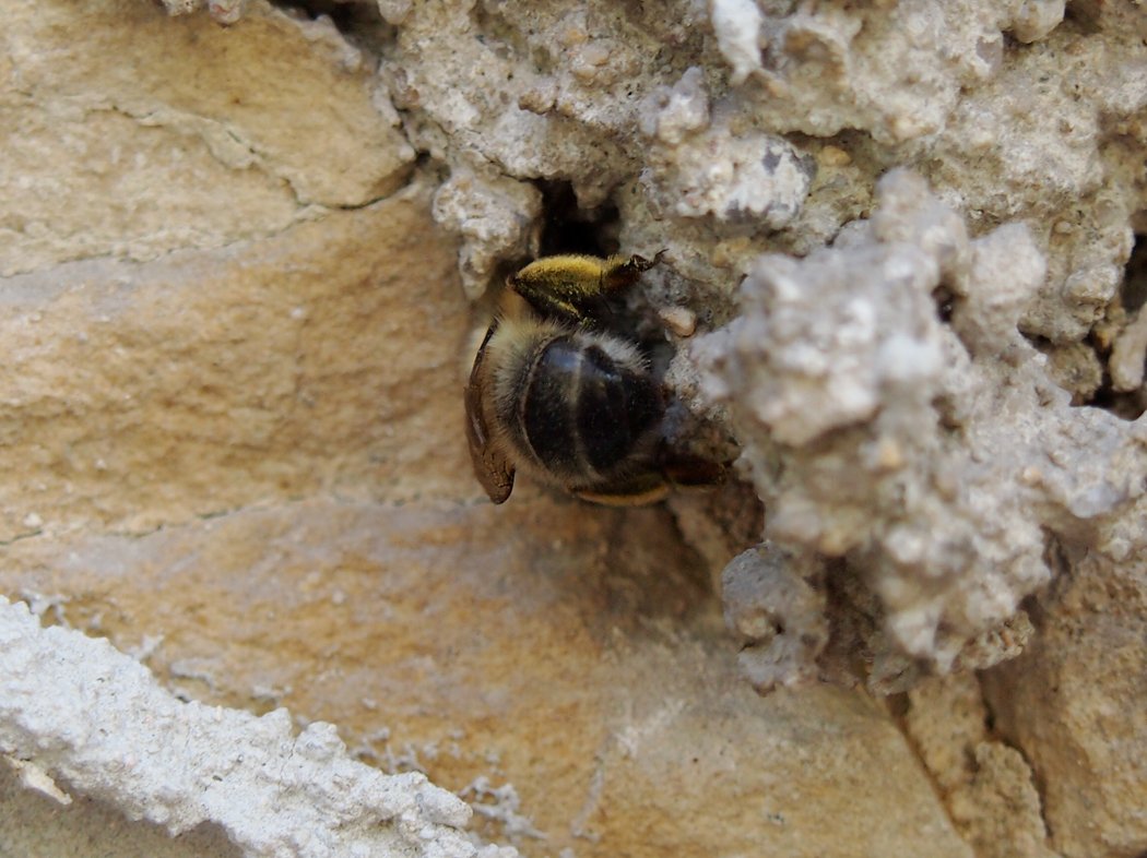 /Pelonoska hluchavková, samička vstupuje do svého hnízdečka ve staré zdi.