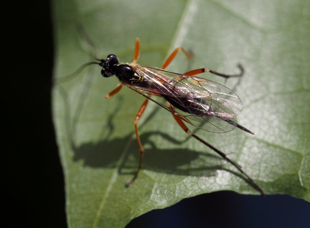 /Lumek Phytodietus, samička na javorovém listu.