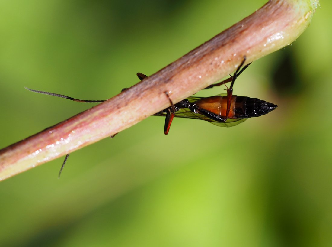 /Lumek Stenichneumon, zobrazené břicho.