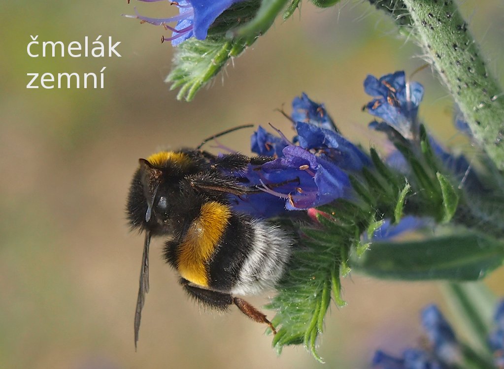 /Čmelák zemní na hadinci.