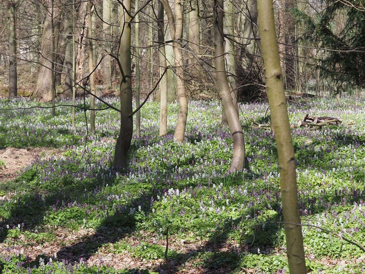 /Dymnivky tu tvoří pod stromy souvislý rozkvetlý koberec.
