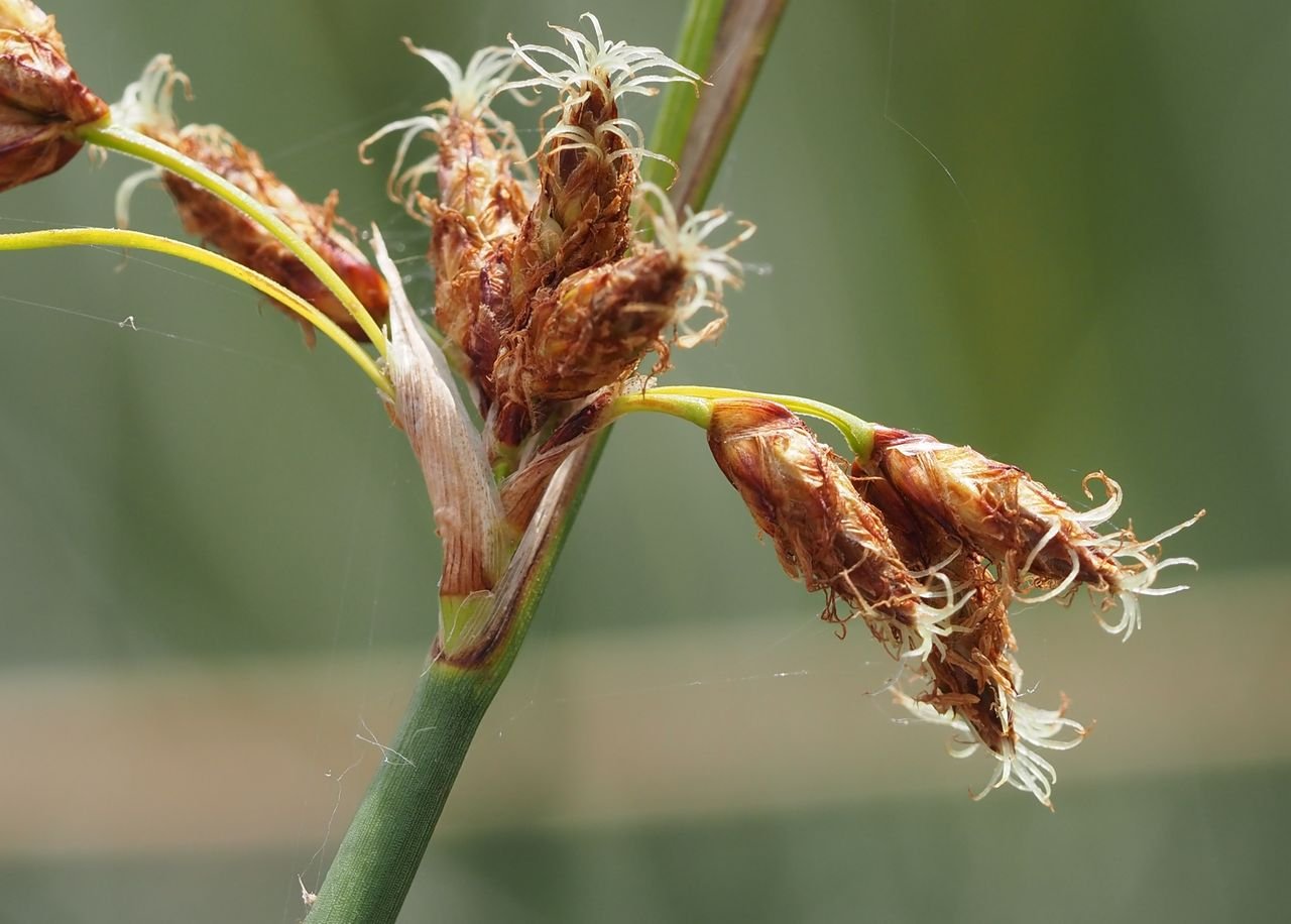 /Skřípinec, kvítky s bliznami.