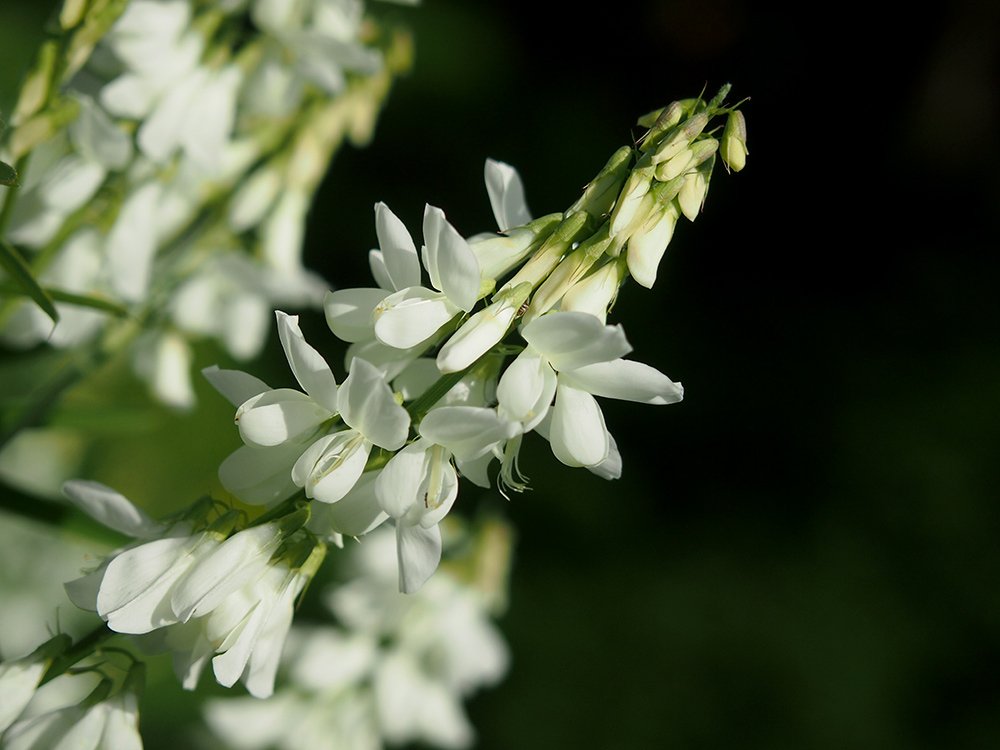 /Jestřabina, květní hrozen s bílými květy.