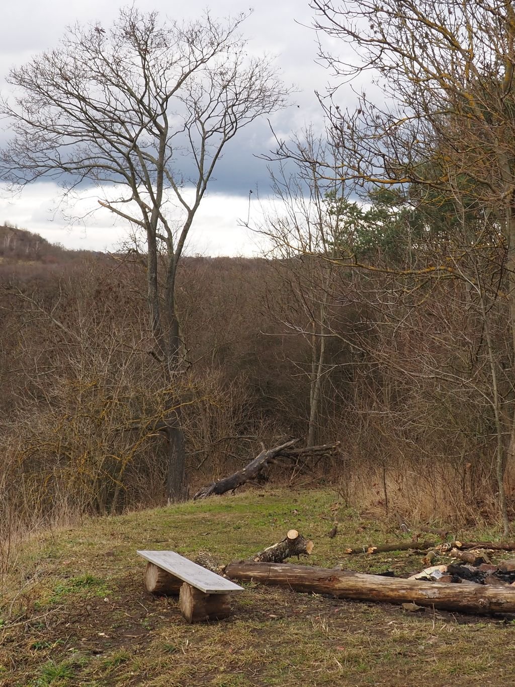 /Mohutný javor mléč na fotografii zdálky.