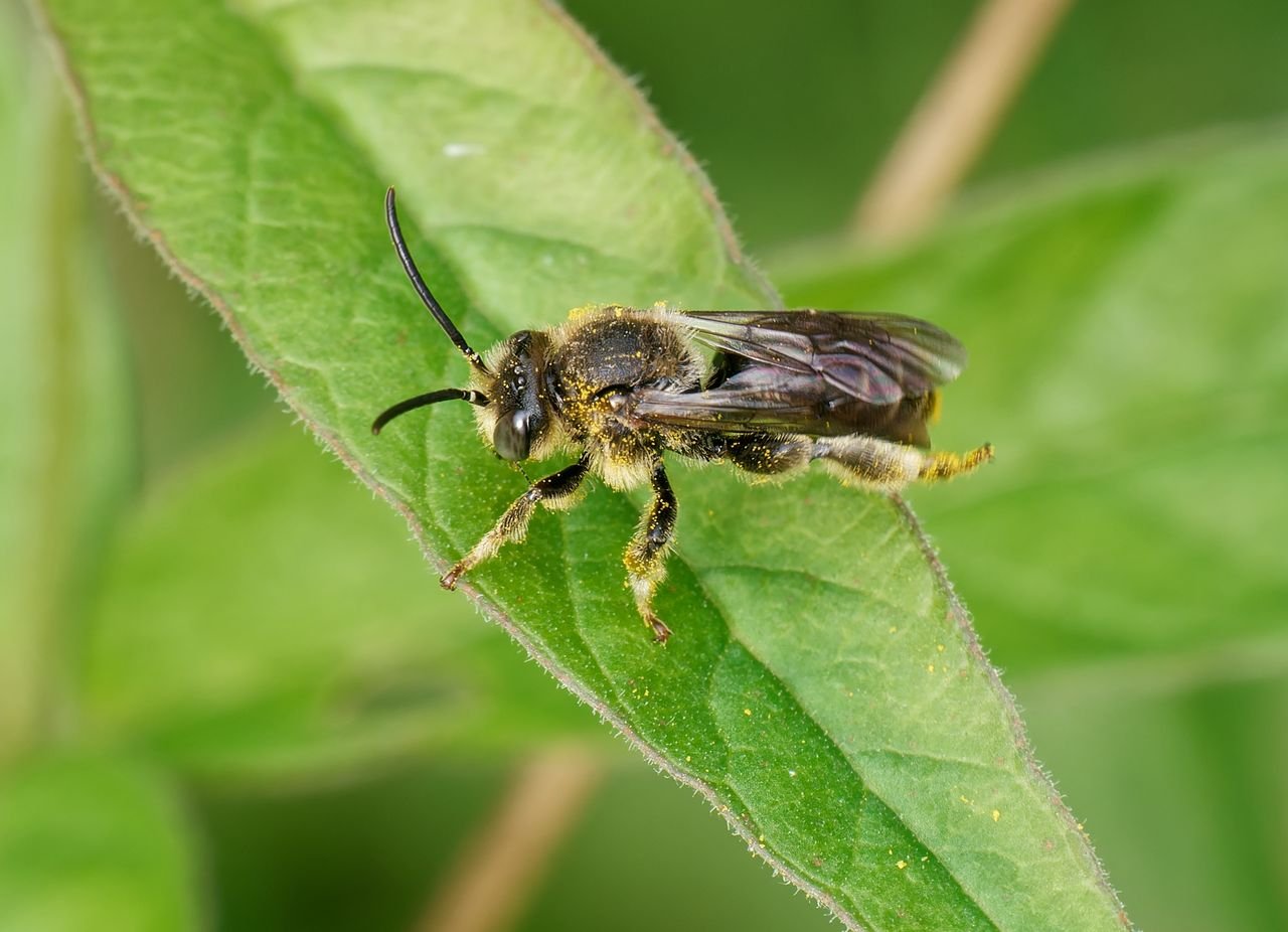 /Olejnice vrbinová, sameček - srpen 2025. Foto Radim Herman /Olejnice vrbinová, sameček - srpen 2025. Foto Radim Herman