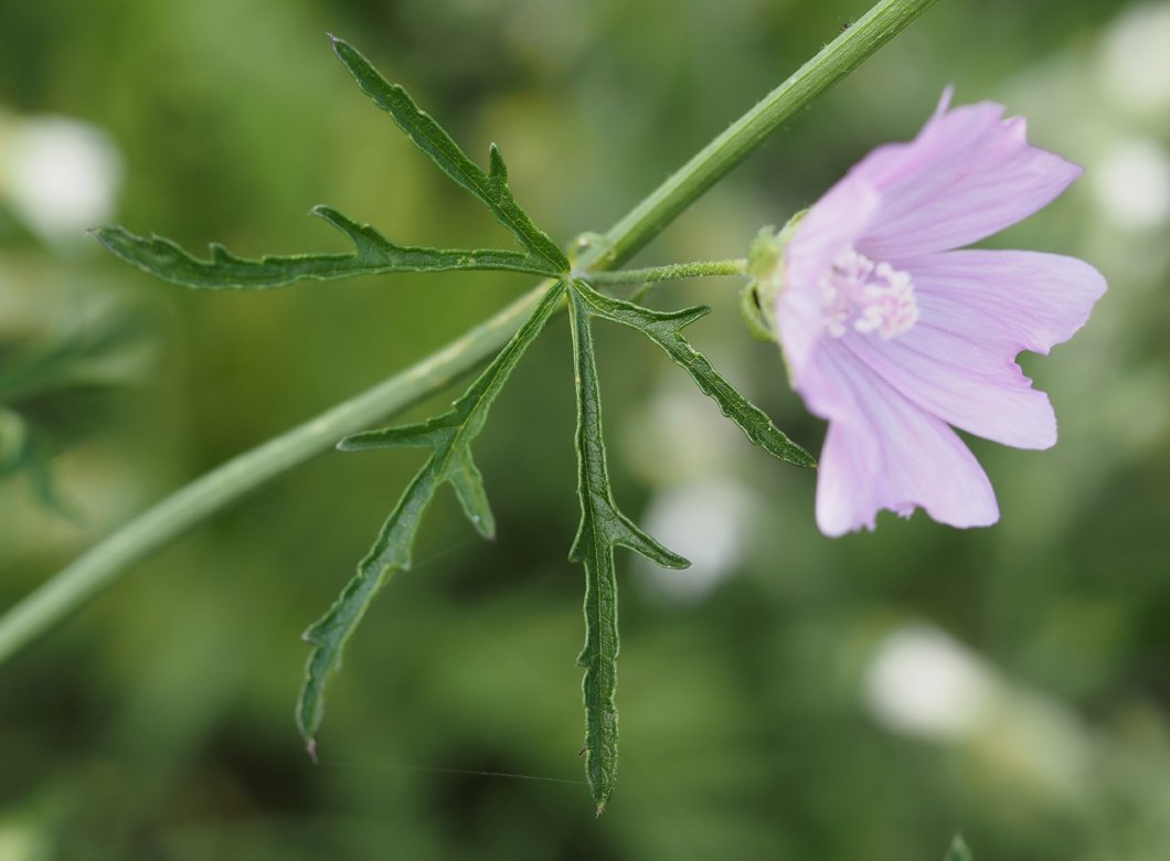 /Malva alcea - lodyžní list a květ.