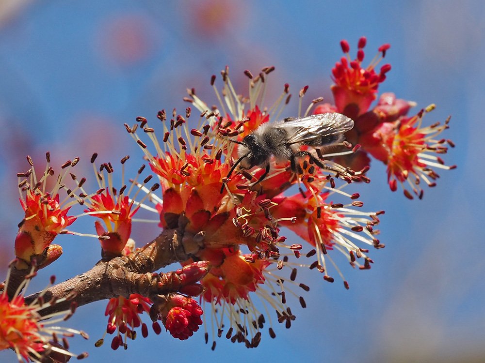 /Pískorypka popelavá, sameček na pylových květech javoru červeného.