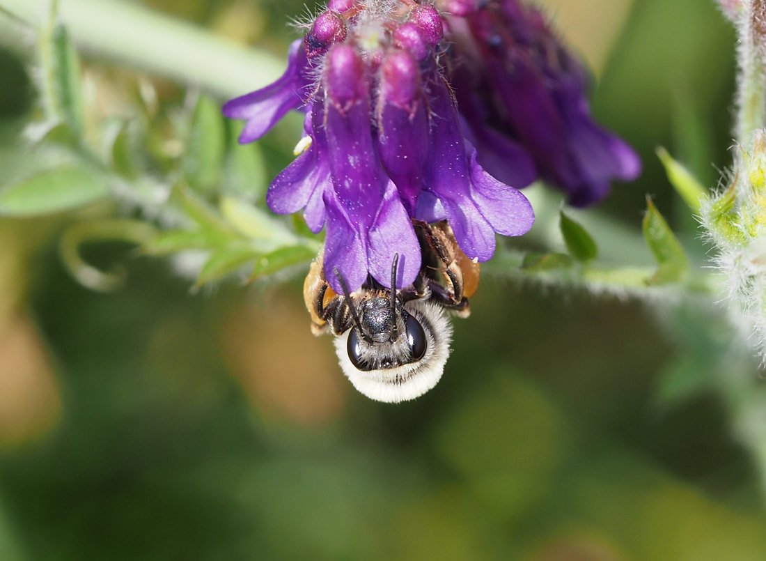 /Vikve opylují samotářské včely stepnice.
