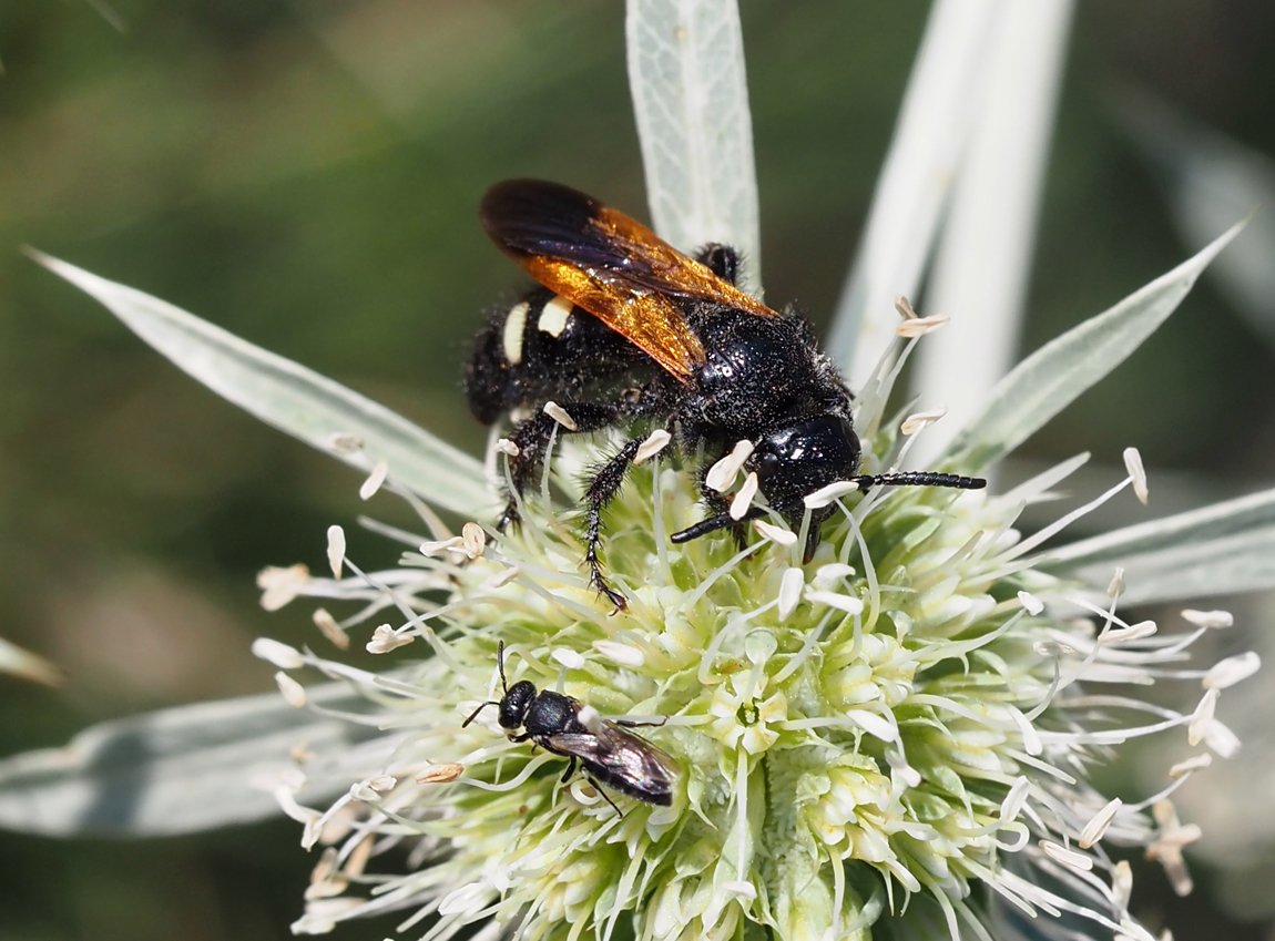 /Scolia sexmaculata saje nektar.