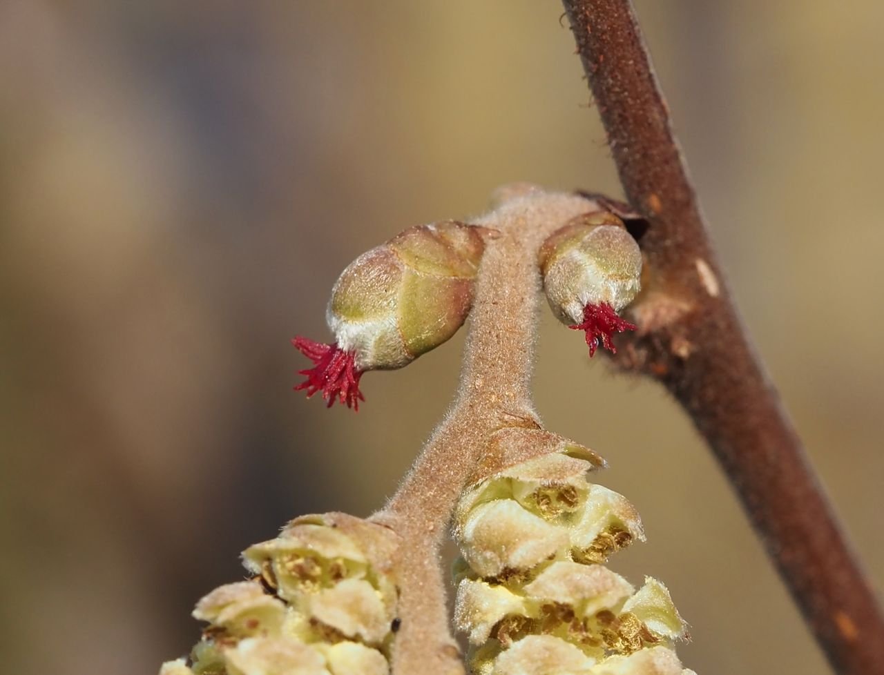 /Samičí kvítky lísky jsou jen ty drobné červené chumáčky na konci pupenu.