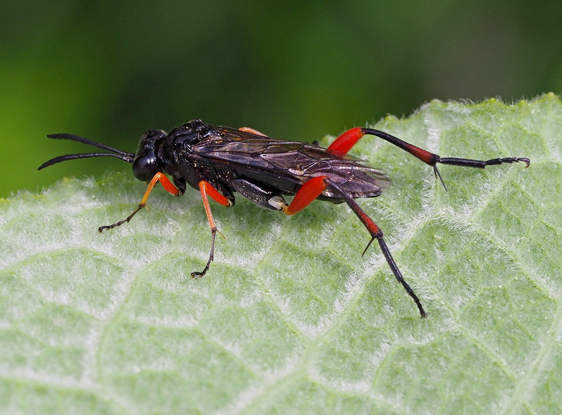 /Macrophya diversipes, Dejvice 2020.