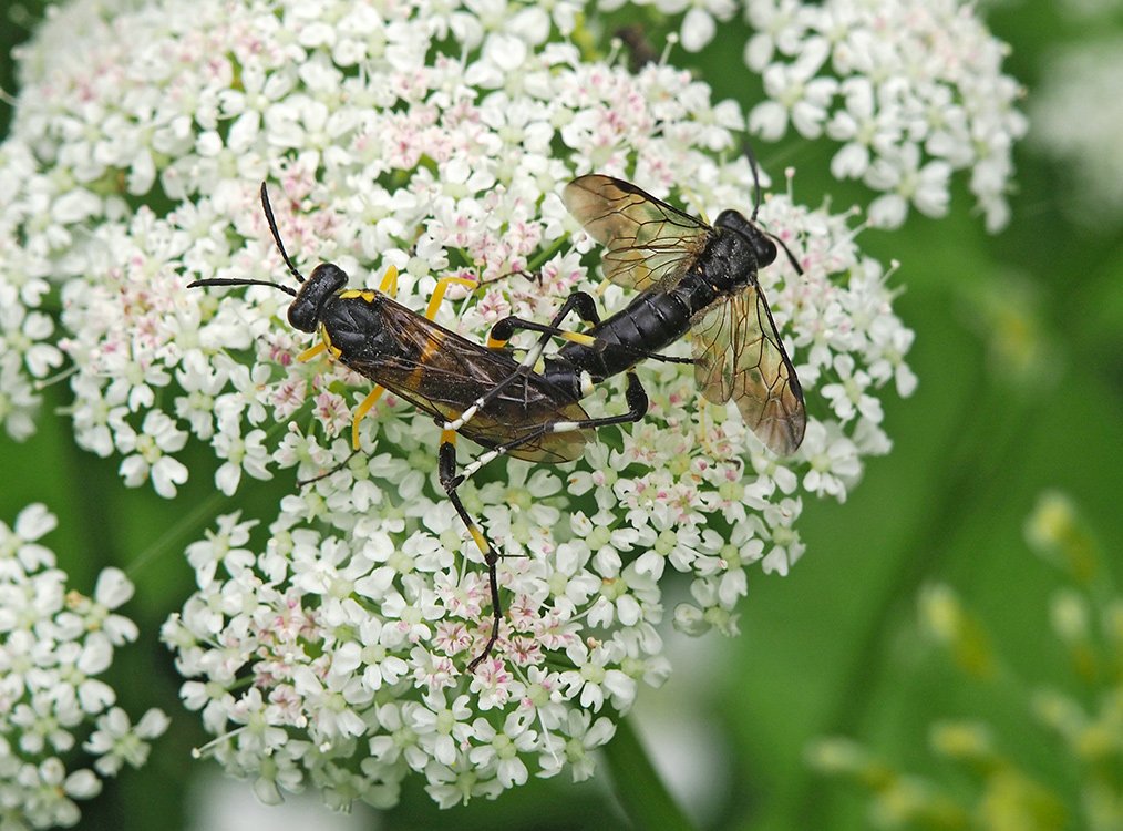 /Pilatka Macrophya montana, dvojice.